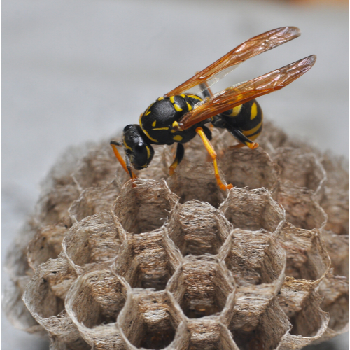 Wasp nest removal harrow