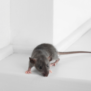 Mice Exterminators in Havering